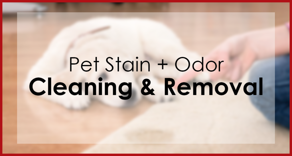 pet urine stain cleaning and odor removal